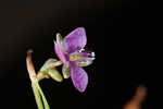 Nakedstem dewflower